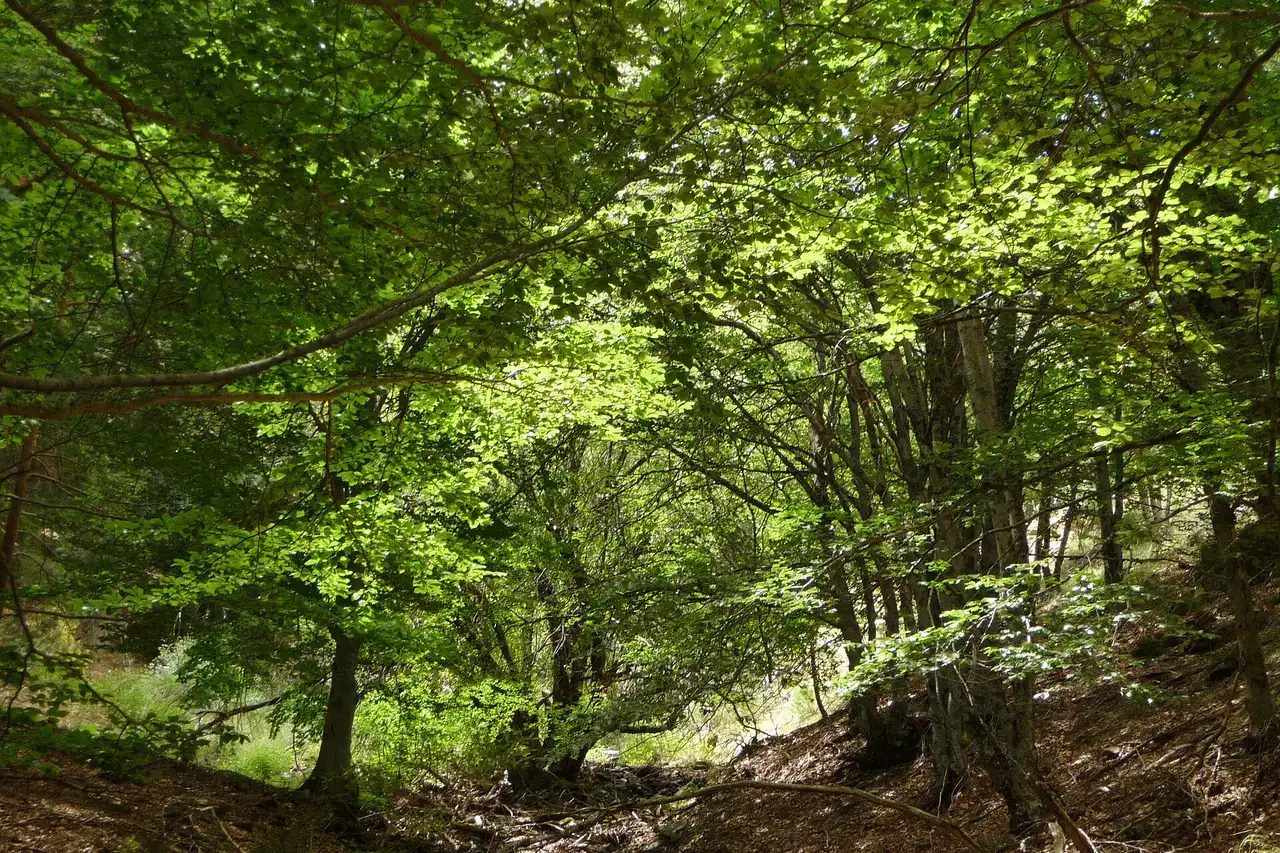 Sierra de Ayllón