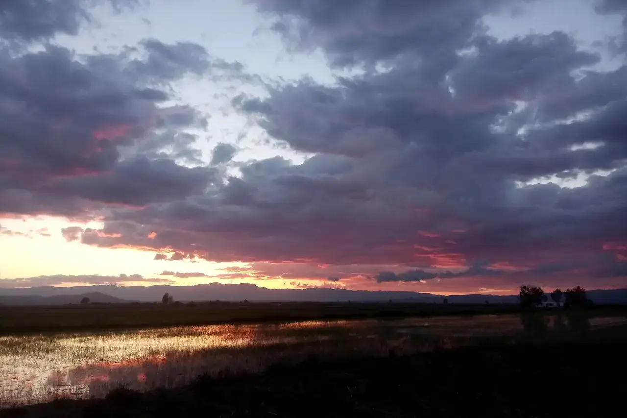 Posta de Sol als camps d'arròs del delta de l'Ebre